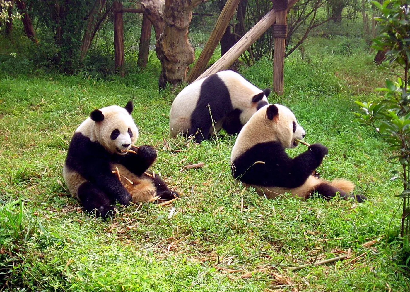 Chengdu, China